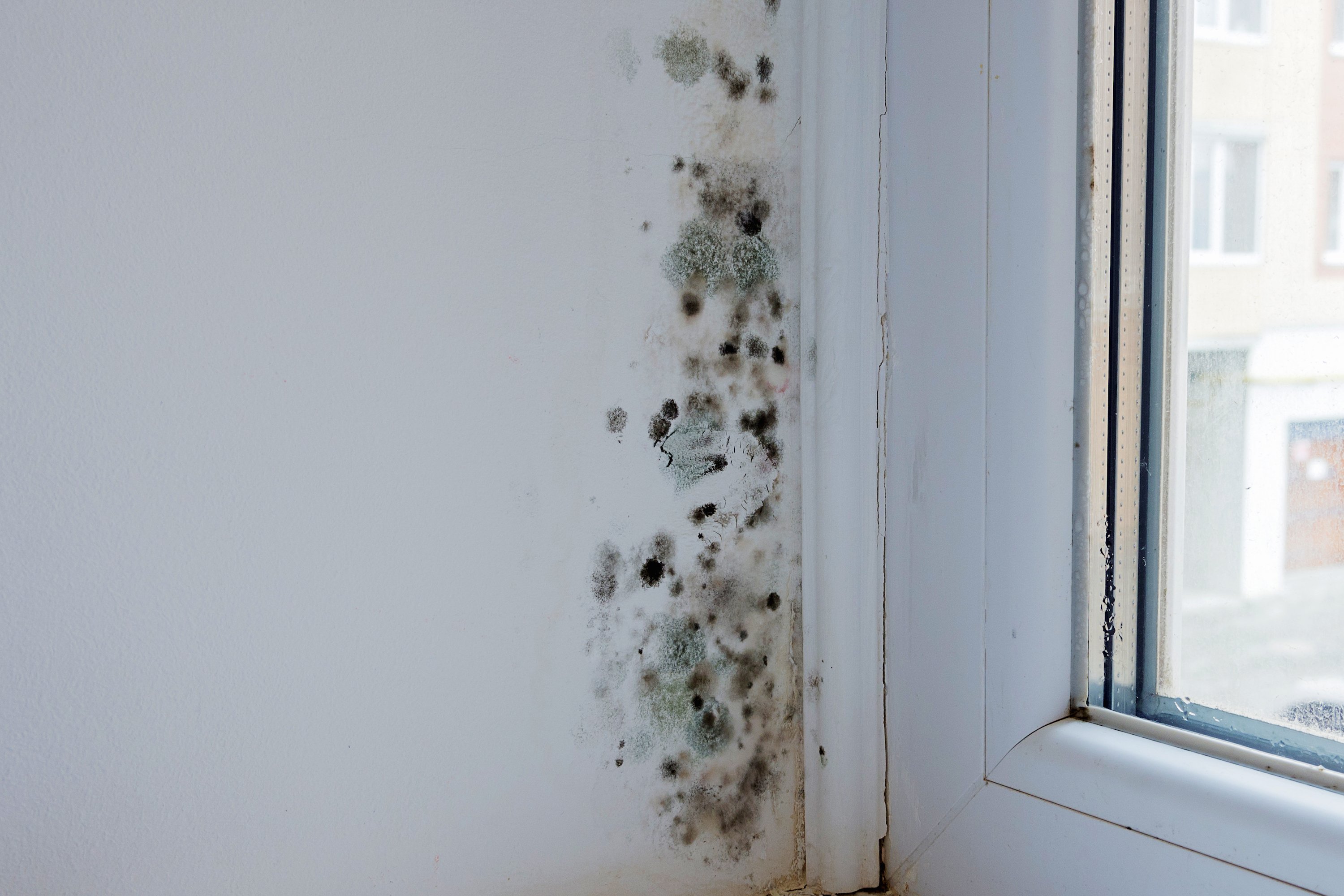 humidity-indoor-mould-is-129349088